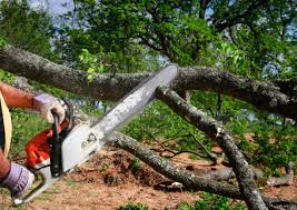 How Our Tree Care Process Works  in  Woodcreek, TX